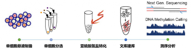 scWGBS 實(shí)驗(yàn)流程圖