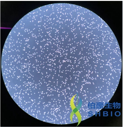 伯豪生物特邀單細胞懸液制備現場鏡檢圖
