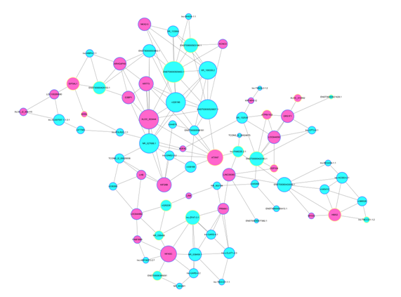 通過(guò)關(guān)鍵 lncRNA 的共表達(dá) mRNA 預(yù)測(cè)出其功能