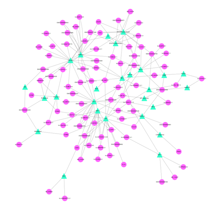 圖中節點的大小表示的是基因的 degree