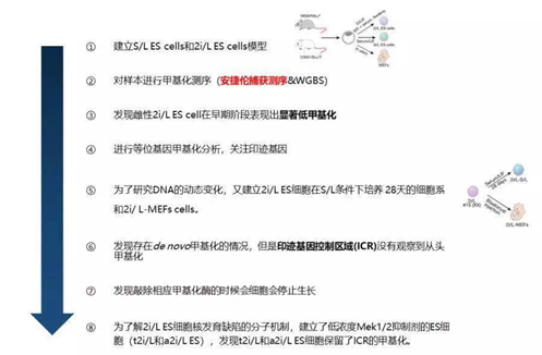 《Nature》主刊報(bào)道胚胎模型的甲基化研究