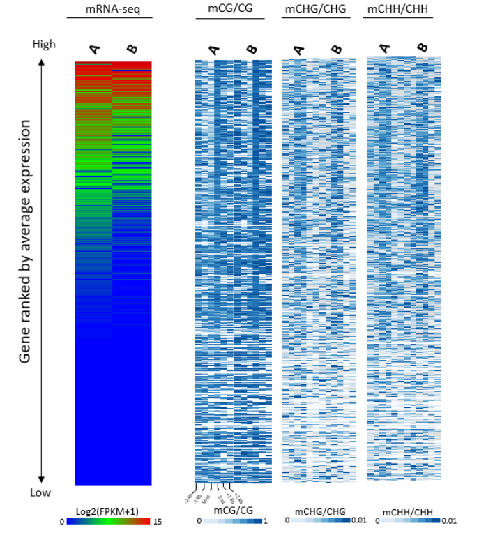 DNA 甲基化與 mRNA 表達(dá)的聯(lián)合分析