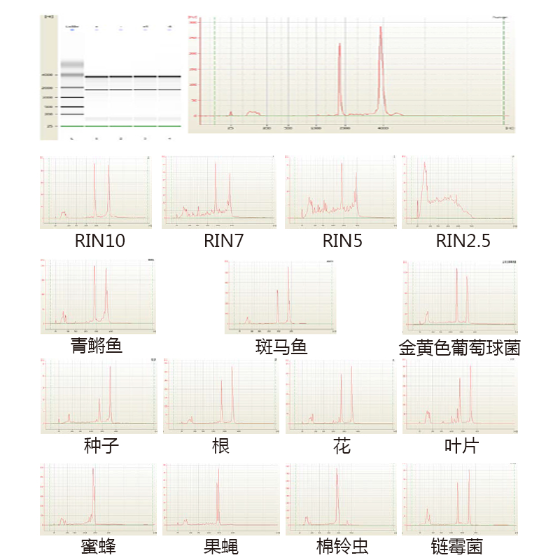 2100RNA 質檢部分實例