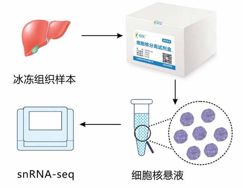 伯豪生物單細胞核轉錄組測序科研流程圖