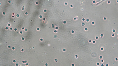 伯豪生物單細胞核轉錄組測序數據圖 3
