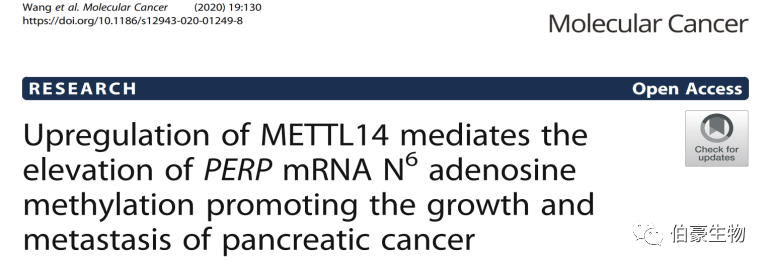 RNA m6a 甲基化測序 伯豪生物甲基化服務(wù)