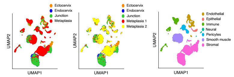 健康小鼠宮頸外，宮頸內，過渡區和 VA 缺乏引起的鱗狀化生的 scRNA-seq