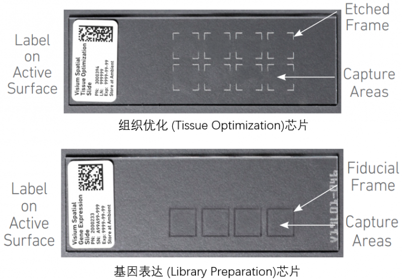 10X 空間轉(zhuǎn)錄組測(cè)序兩種芯片