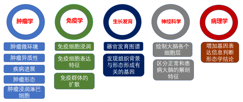 空間轉(zhuǎn)錄組的應(yīng)用方向