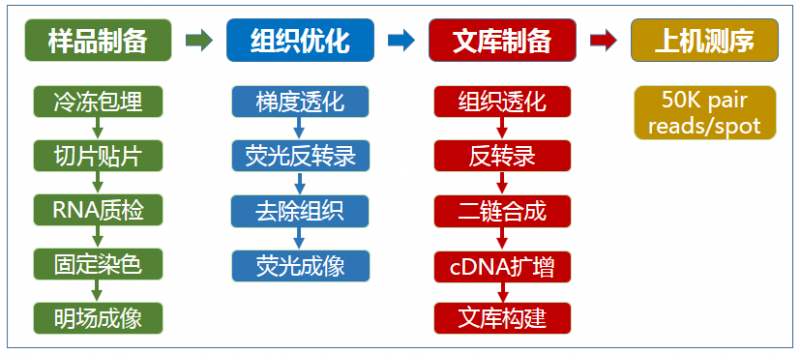 空間轉(zhuǎn)錄組測(cè)序?qū)嶒?yàn)流程