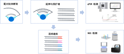 Olink 實(shí)驗(yàn)原理圖 