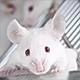 模式生物外顯子組測序設計產(chǎn)品