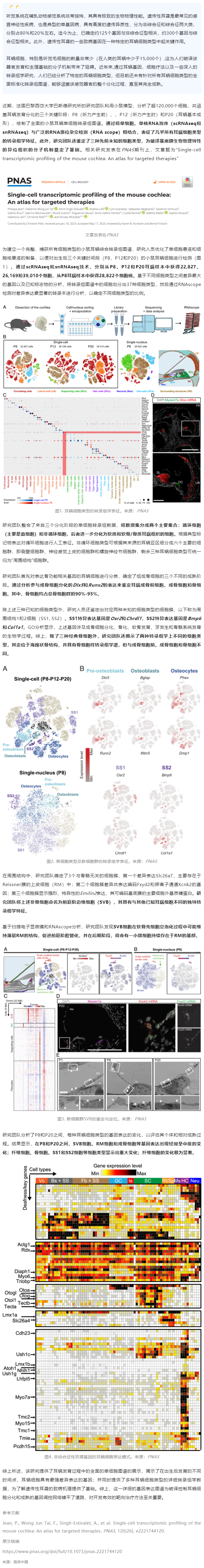 2023-07-21 PNAS 發(fā)表全面的小鼠耳蝸單細胞轉錄組圖譜，為遺傳性耳聾靶向治療提供參考