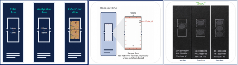 Xenium 切片與貼片 