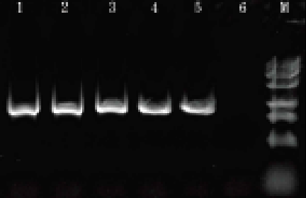  電泳 3