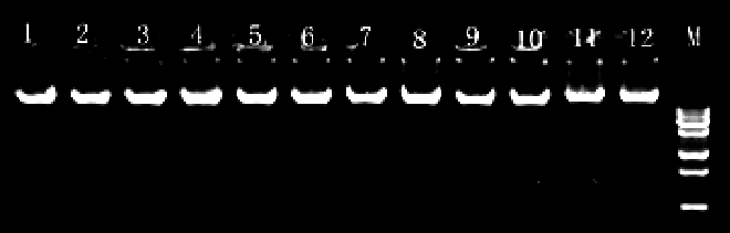  電泳 4