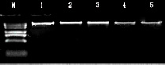 電泳 1