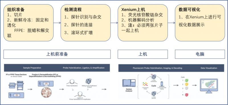 實(shí)驗流程