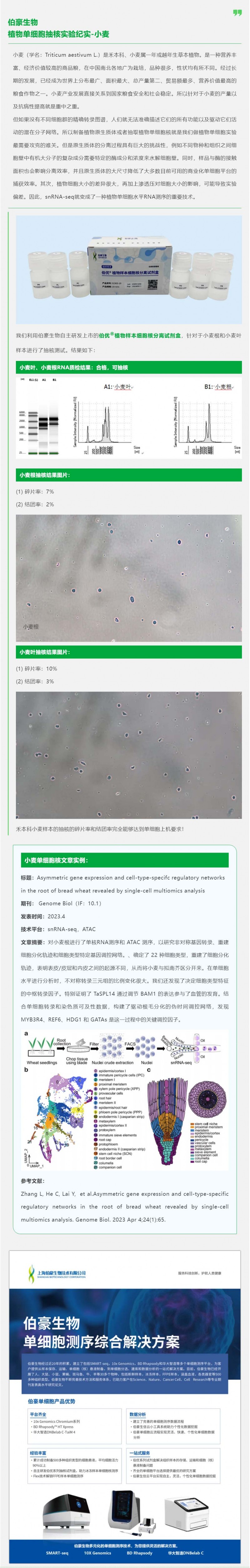 伯豪生物植物單細(xì)胞抽核實(shí)驗(yàn)紀(jì)實(shí) - 小麥